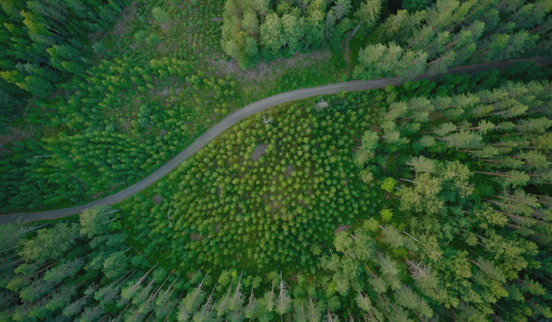 Metsäaukio ja tie ilmakuva