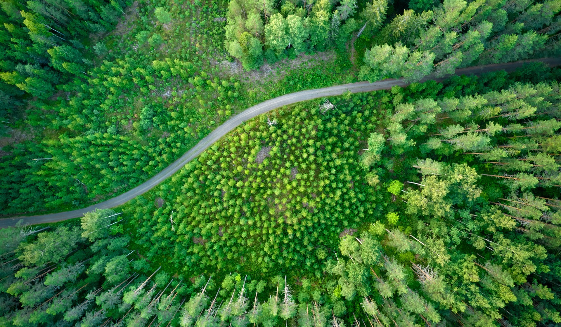 Forest Joensuu metsäaukio ja tie